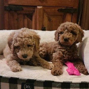 Meet your Posher, Holly